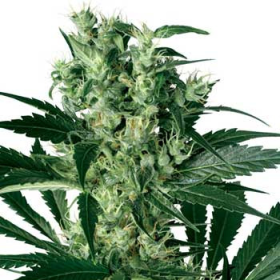 X-Haze - WHITE LABEL | TanieSianie.pl