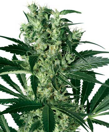 X-Haze - WHITE LABEL | TanieSianie.pl