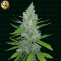 Griselda White Widow - NARCOS SEEDS