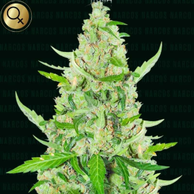 El Limon - NARCOS SEEDS | TanieSianie.pl