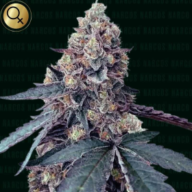 La Chica - NARCOS SEEDS | TanieSianie.pl
