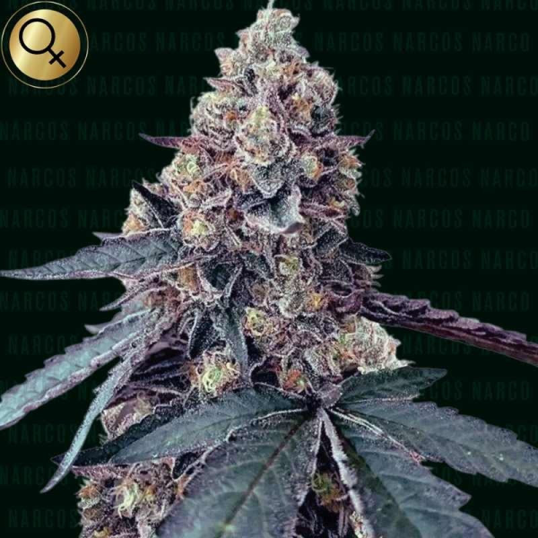 La Chica - NARCOS SEEDS | TanieSianie.pl