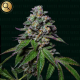 La Mandarina Feliz Auto - NARCOS SEEDS | TanieSianie.pl