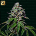 La Mandarina Feliz Auto - NARCOS SEEDS