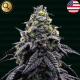 AK-Automatico - NARCOS SEEDS | TanieSianie.pl