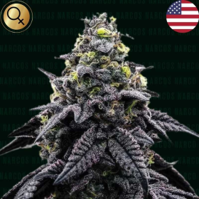 AK-Automatico - NARCOS SEEDS | TanieSianie.pl