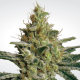AllKush - PARADISE SEEDS | TanieSianie.pl