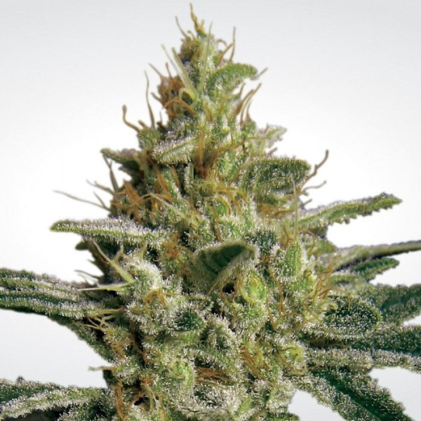 AllKush - PARADISE SEEDS | TanieSianie.pl