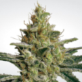 AllKush - PARADISE SEEDS