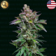 Strawberry Merengue Auto - NARCOS SEEDS | TanieSianie.pl