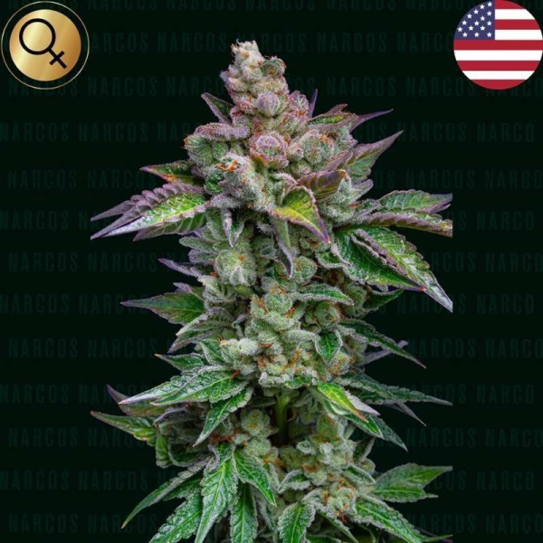 Strawberry Merengue Auto - NARCOS SEEDS | TanieSianie.pl