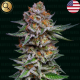 El Patron Dosidos Auto - NARCOS SEEDS | TanieSianie.pl