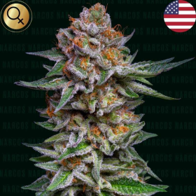 El Patron Dosidos Auto - NARCOS SEEDS | TanieSianie.pl
