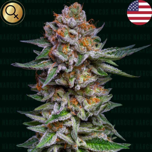 El Patron Dosidos Auto - NARCOS SEEDS | TanieSianie.pl