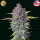Sueno Purple Punch Auto - NARCOS SEEDS | TanieSianie.pl