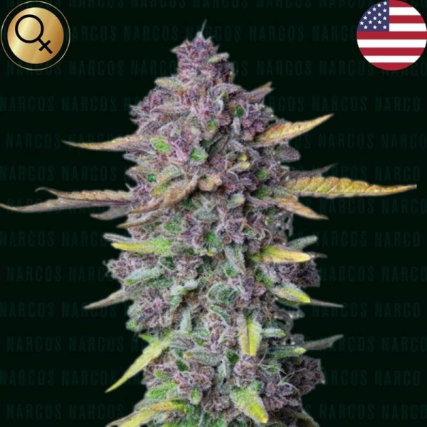 Sueno Purple Punch Auto - NARCOS SEEDS | TanieSianie.pl