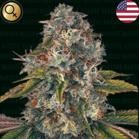 Sword of Bolivar - NARCOS SEEDS | TanieSianie.pl