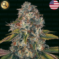 Sword of Bolivar - NARCOS SEEDS