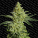 AllKush - PARADISE SEEDS | TanieSianie.pl