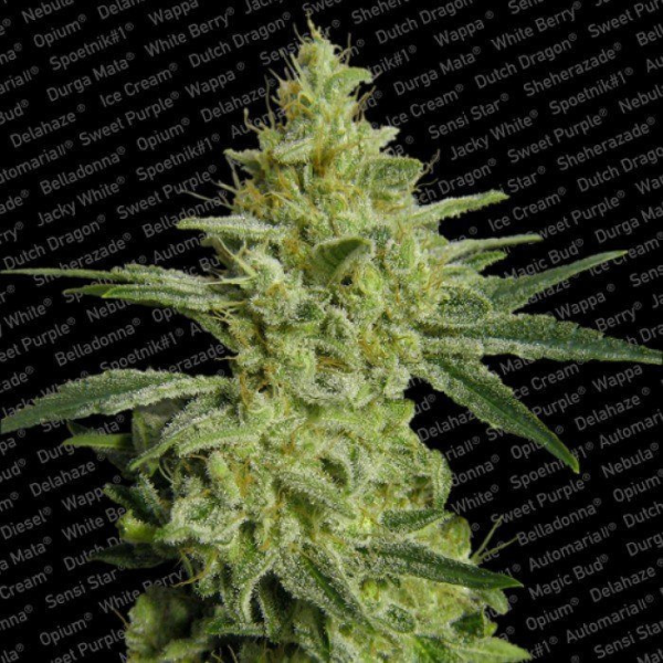 AllKush - PARADISE SEEDS | TanieSianie.pl