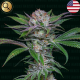 Sabroso Cherry - NARCOS SEEDS | TanieSianie.pl