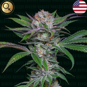 Sabroso Cherry - NARCOS SEEDS | TanieSianie.pl