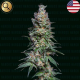 Medellin Mints - NARCOS SEEDS | TanieSianie.pl