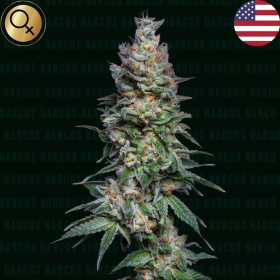Medellin Mints - NARCOS SEEDS | TanieSianie.pl