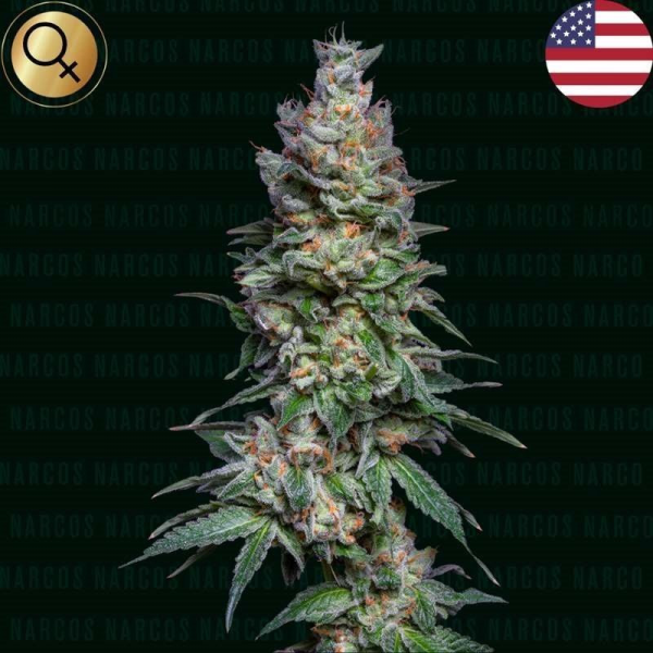 Medellin Mints - NARCOS SEEDS | TanieSianie.pl