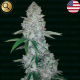 Miami Sunset OG - NARCOS SEEDS | TanieSianie.pl