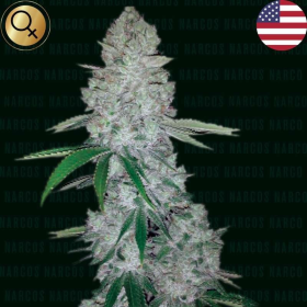 Miami Sunset OG - NARCOS SEEDS | TanieSianie.pl
