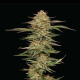 Orange Creampop - HUMBOLDT SEEDS COMPANY | TanieSianie.pl