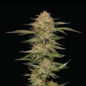 Orange Creampop - HUMBOLDT SEEDS COMPANY | TanieSianie.pl
