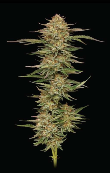 Orange Creampop - HUMBOLDT SEEDS COMPANY | TanieSianie.pl