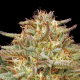 Orange Creampop - HUMBOLDT SEEDS COMPANY | TanieSianie.pl