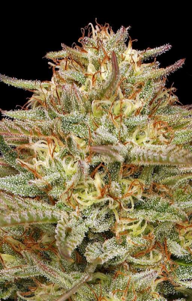 Orange Creampop - HUMBOLDT SEEDS COMPANY | TanieSianie.pl