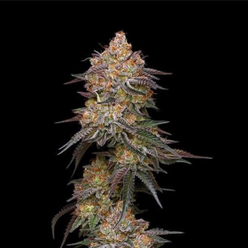 Granny Candy - HUMBOLDT SEEDS COMPANY | TanieSianie.pl
