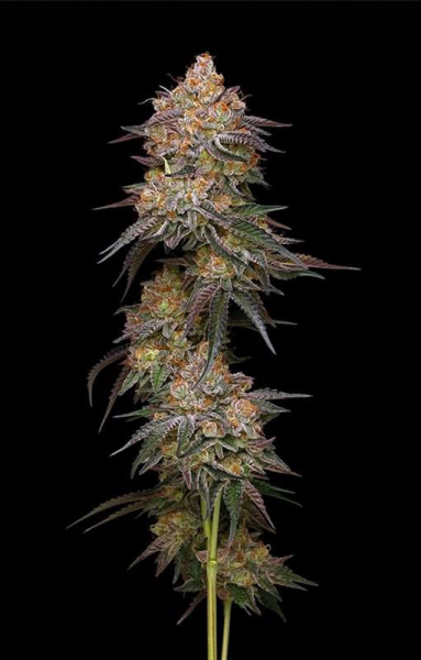 Granny Candy - HUMBOLDT SEEDS COMPANY | TanieSianie.pl