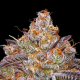 Granny Candy - HUMBOLDT SEEDS COMPANY | TanieSianie.pl