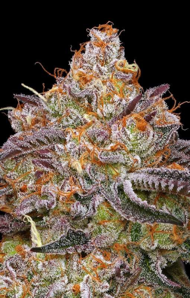 Granny Candy - HUMBOLDT SEEDS COMPANY | TanieSianie.pl