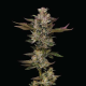 Donutz - HUMBOLDT SEEDS COMPANY | TanieSianie.pl