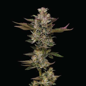 Donutz - HUMBOLDT SEEDS COMPANY | TanieSianie.pl