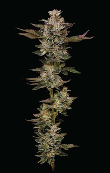 Donutz - HUMBOLDT SEEDS COMPANY | TanieSianie.pl
