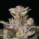Donutz - HUMBOLDT SEEDS COMPANY | TanieSianie.pl