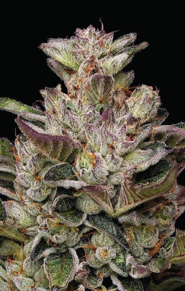 Donutz - HUMBOLDT SEEDS COMPANY | TanieSianie.pl