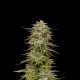 Golden Sands - HUMBOLDT SEEDS COMPANY | TanieSianie.pl