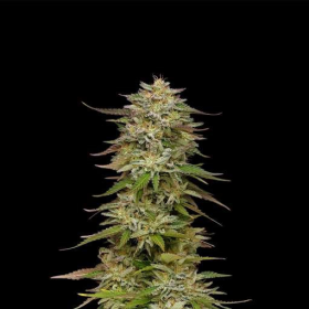 Golden Sands - HUMBOLDT SEEDS COMPANY | TanieSianie.pl