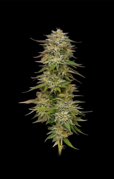 Golden Sands - HUMBOLDT SEEDS COMPANY | TanieSianie.pl