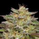 Golden Sands - HUMBOLDT SEEDS COMPANY | TanieSianie.pl