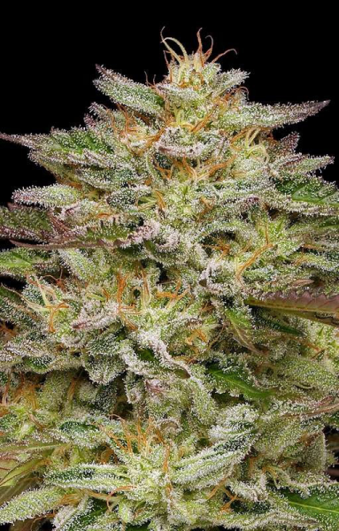 Golden Sands - HUMBOLDT SEEDS COMPANY | TanieSianie.pl